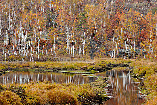 秋天,白杨,桦树,反射,萨德伯里,安大略省,加拿大