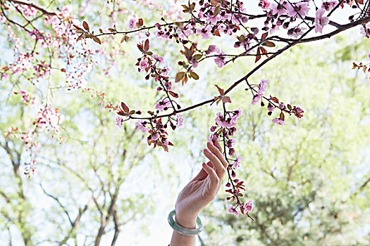 特写,手,接触,枝条,粉色,樱花,公园,春天