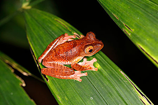 树蛙,夜晚,国家公园,沙捞越,婆罗洲,马来西亚,亚洲