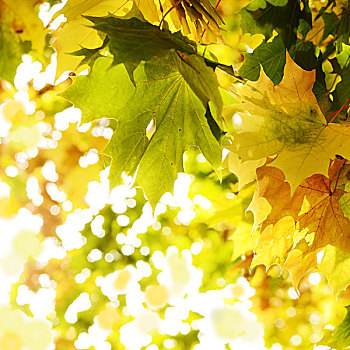 枫叶,上方,鲜明,秋天,背景