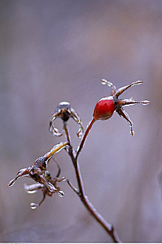 特写,冰,遮盖,蔷薇,阿尔冈金省立公园,安大略省,加拿大