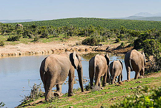 非洲象,非洲,灌木,大象,牧群,旅行,水坑,阿多大象国家公园,东开普省,南非