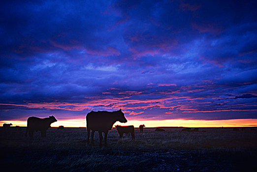 菜牛,剪影,日出,靠近,蒙大拿