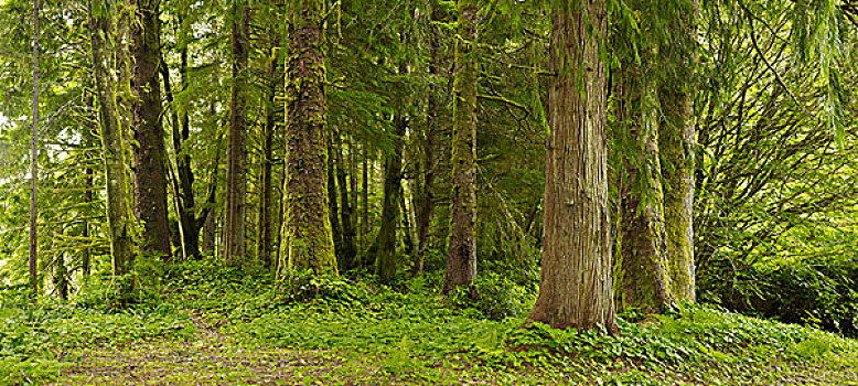 茂密,树林,不列颠哥伦比亚省,加拿大
