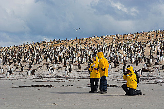 福克兰群岛,岛屿,旅游,巴布亚企鹅