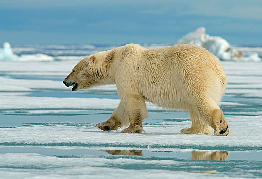 北极熊,雌性,跑,浮冰,斯瓦尔巴特群岛,挪威,北极,欧洲
