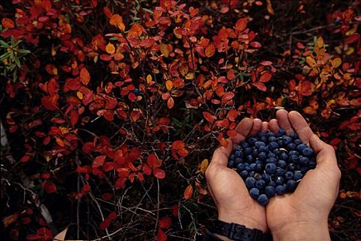 手,蓝莓,马塔努损卡河谷,秋天