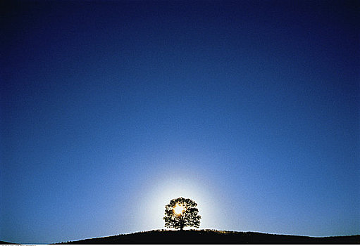 剪影,树,日出,弗林德斯山国家公园,澳洲南部,澳大利亚