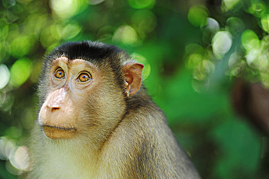 malaysia,borneo,sepilok,close,up,of,southern,pig-tailed,macaque,macaca,nemestrina,adult,female,in,primary,rainforest