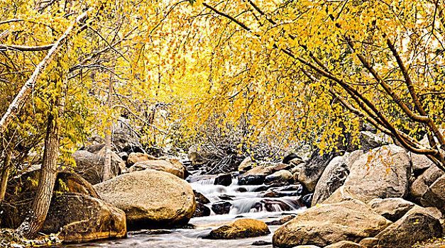 秋叶,溪流,山麓,加利福尼亚,美国