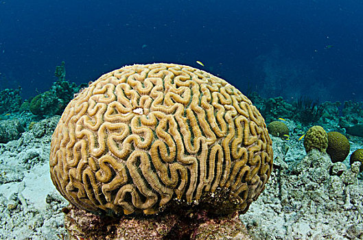 脑珊瑚,博奈尔岛,荷属安的列斯,加勒比