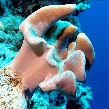 珊瑚礁,软珊瑚,热带,海洋,蓝色背景,水,背景,水下