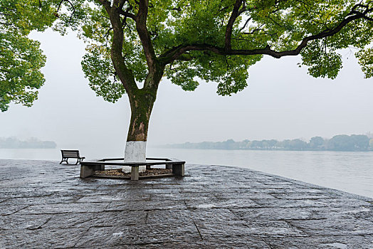 杭州西湖风光香樟树