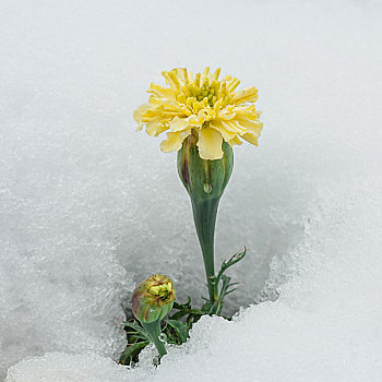 黄色,菊花,围绕,雪