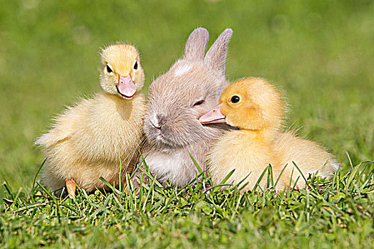 兔子,两个,小鸭子,草地
