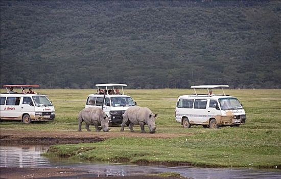 白犀牛,一对,旅游,箱式货车,纳库鲁湖国家公园,肯尼亚