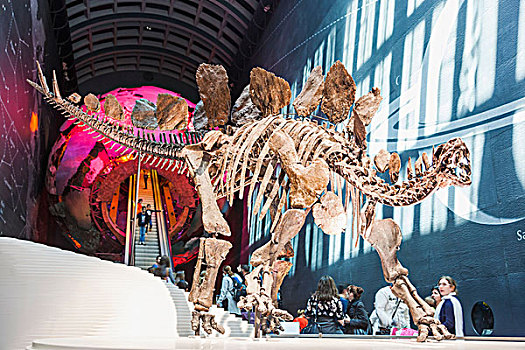 英格兰,伦敦,自然历史博物馆,展示,恐龙,化石,骨骼
