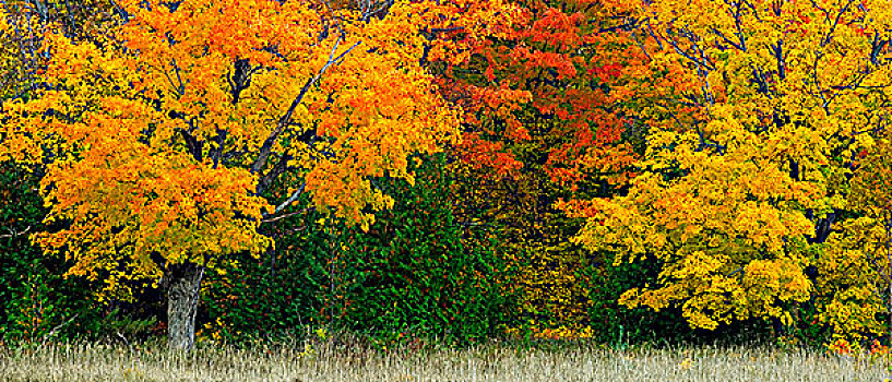 秋色,硬木,树林,边缘,草场,岛屿,靠近,安大略省,加拿大