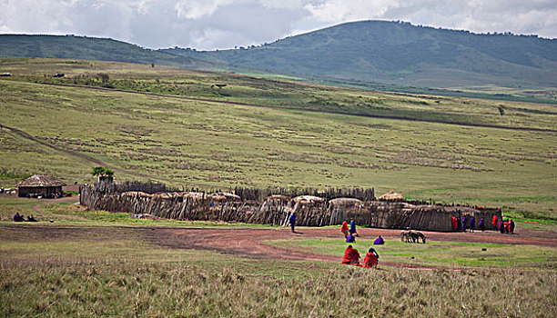 非洲,坦桑尼亚,马萨伊,乡村,靠近,恩戈罗恩戈罗火山口,恩戈罗恩戈罗,保护区