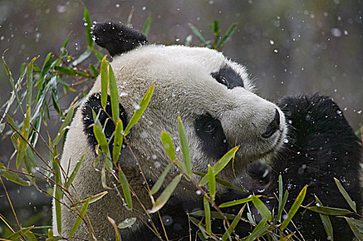 熊猫,卧龙,四川,中国