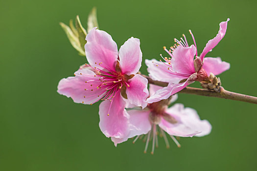 桃花,粉色