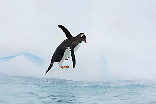 巴布亚企鹅,攀登,向上,冰山,岛屿,南极