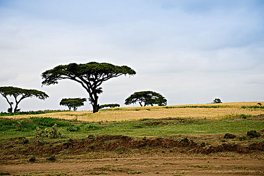 非洲草原