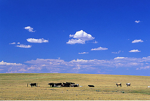 母牛,地点,南达科他,美国