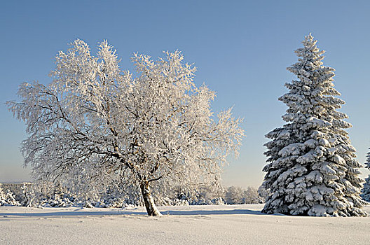 冬季风景,树,遮盖,雪,白霜,山,北莱茵威斯特伐利亚,德国,欧洲