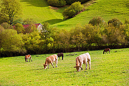 母牛,放牧,比利牛斯山脉,绿色,秋天,草地,纳瓦拉,西班牙