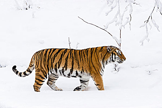 西伯利亚虎,东北虎,雪中,亚洲
