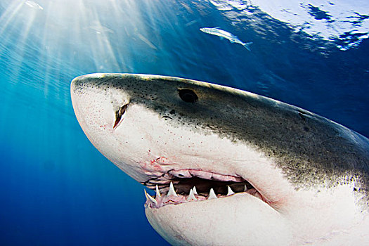 大白鲨,沙鲨属,墨西哥