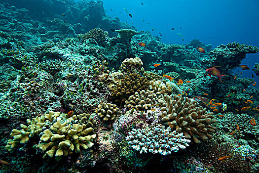 珊瑚,礁石,主要地,桌子,桌面珊瑚,强健,鹿角,马尔代夫,印度洋,亚洲