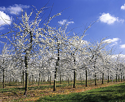 英格兰,赫里福德郡,果树,开花,一半,苹果汁,英国