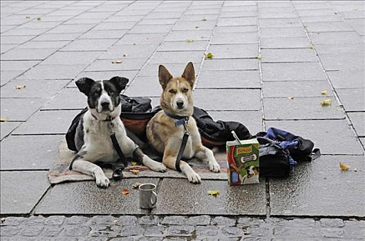 狗,无家可归,人,靠近,不莱梅,中央车站,汉萨同盟城市,德国,欧洲