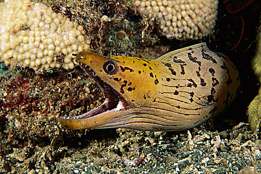 海鳝,张嘴,米尔恩湾,巴布亚新几内亚