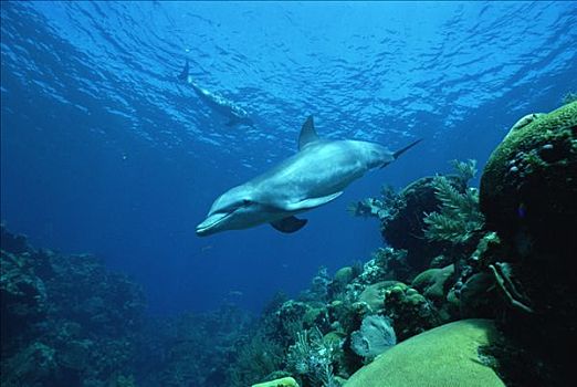 宽吻海豚,游动,上方,珊瑚礁,洪都拉斯