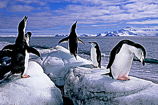 成年,帽带企鹅,南极企鹅,海滩,欺骗岛,南极半岛