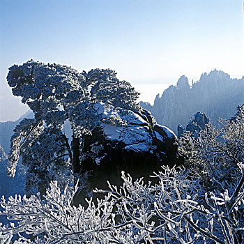 黄山狮子峰松树雪景