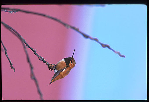 蜂鸟,枝头,阿拉斯加