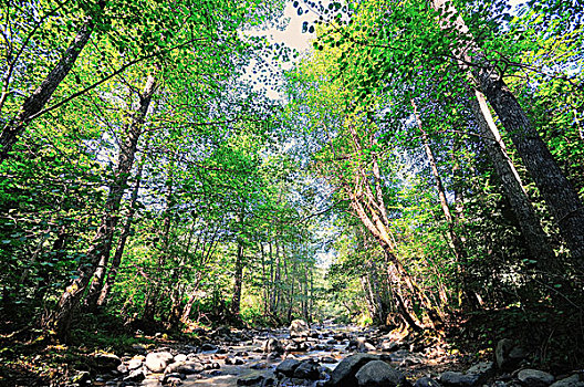 淡水,野外,溪流,树林,漂亮,自然,风景