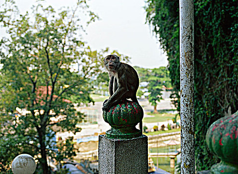猴子,雕塑,高地,马来西亚