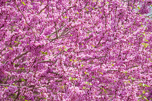 盛开,紫荆花