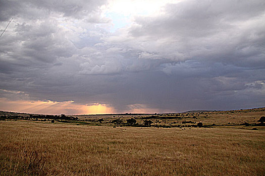 肯尼亚马赛马拉非洲大草原落日霞光