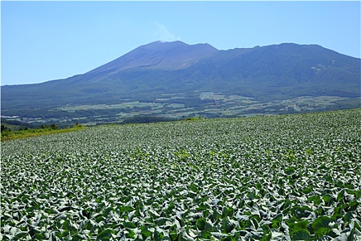 山,卷心菜,地点,日本