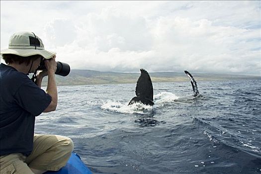 夏威夷,毛伊岛,拉海纳,观鲸,船,室外,特写,看,尾部,驼背鲸,大翅鲸属,鲸鱼