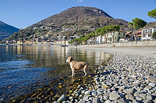 狗,站立,边缘,科摩湖,基拉,伦巴第,意大利