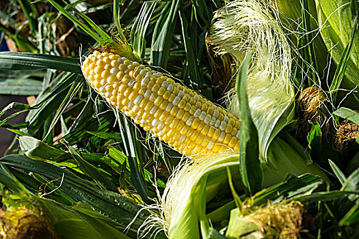 玉米,出售,农民,市场,查尔斯顿,南卡罗来纳,美国