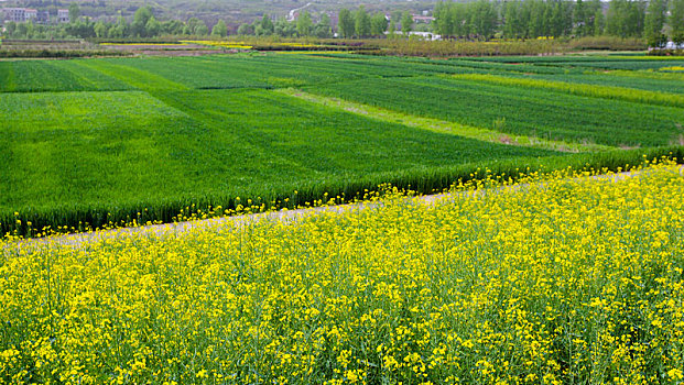 麦子,麦田