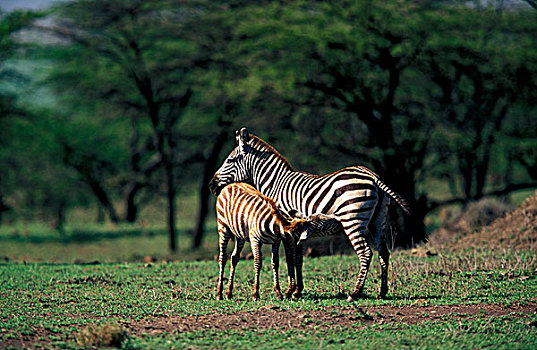 肯尼亚,马塞马拉野生动物保护区,幼仔,斑马,哺乳
